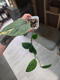 Monstera Peru Aurea Revert