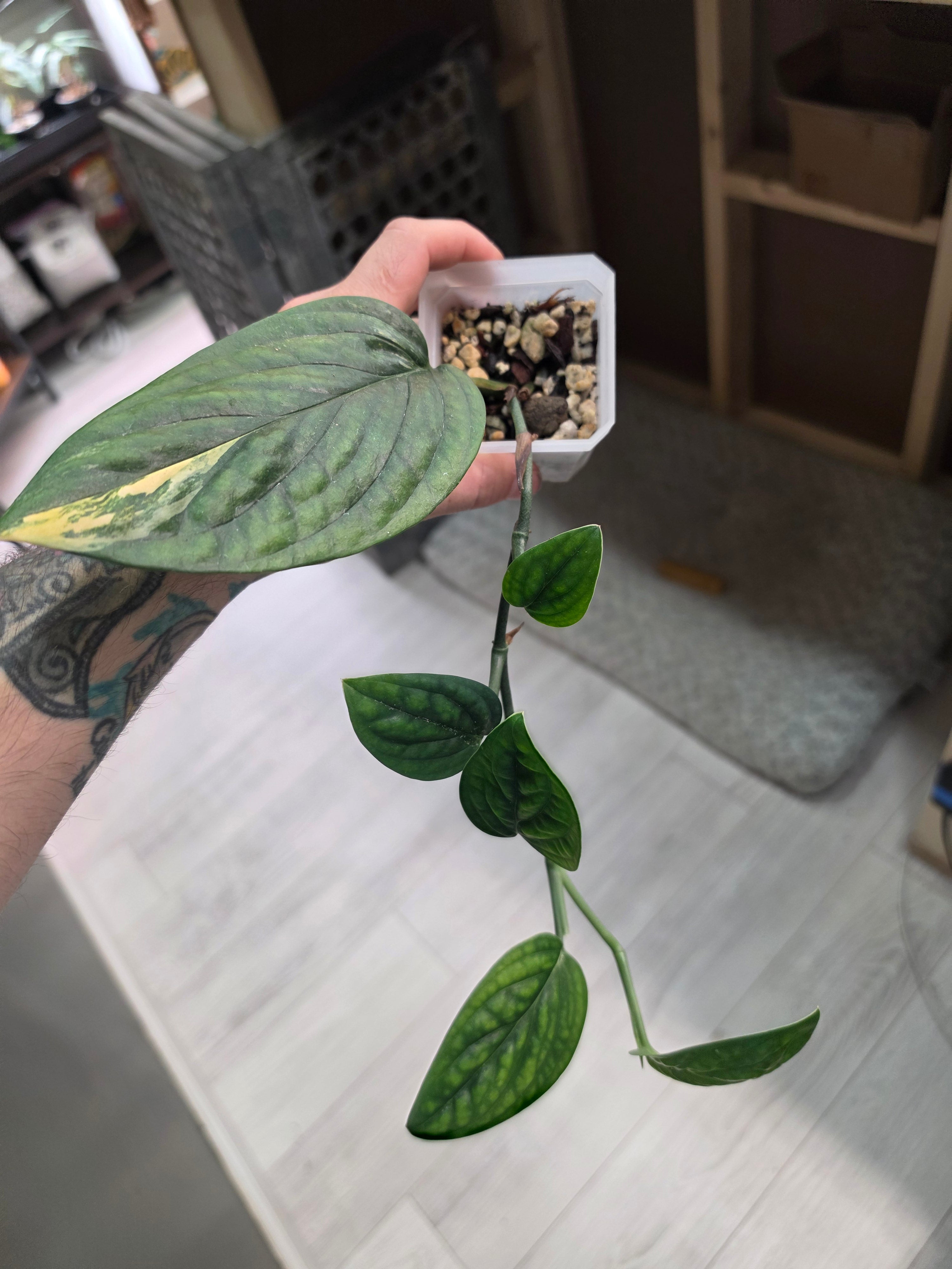 Monstera Peru Aurea Revert