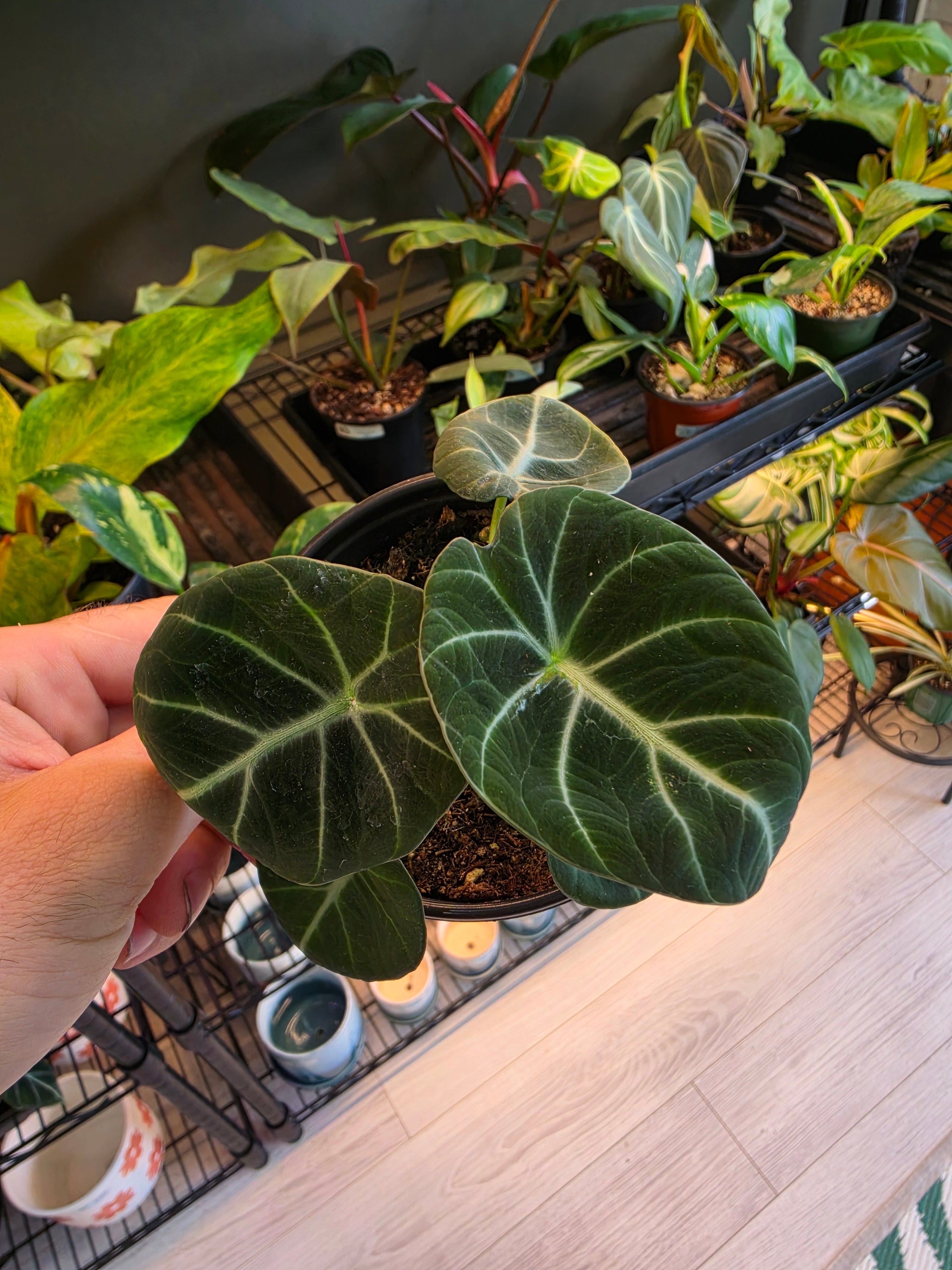 Alocasia Black Velvet
