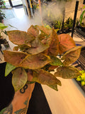 Syngonium Pink Rolli