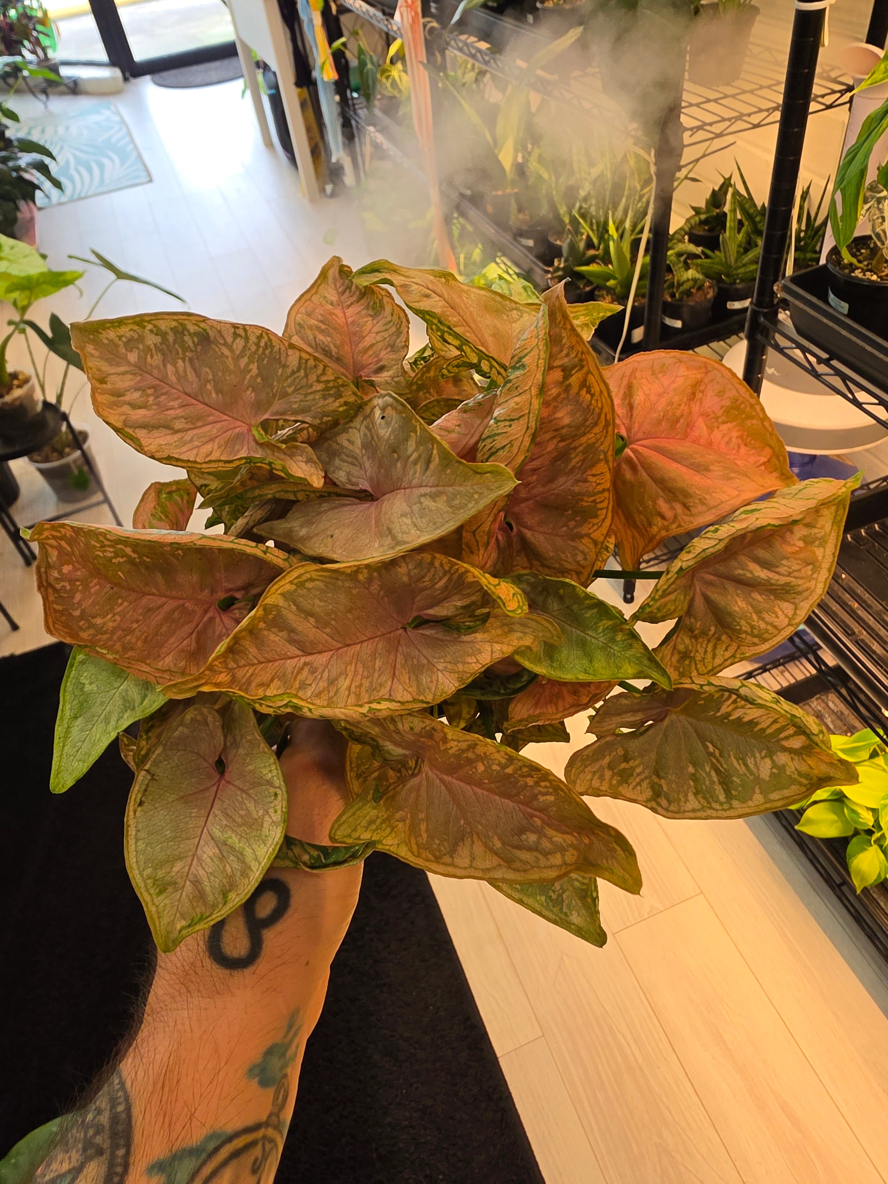 Syngonium Pink Rolli