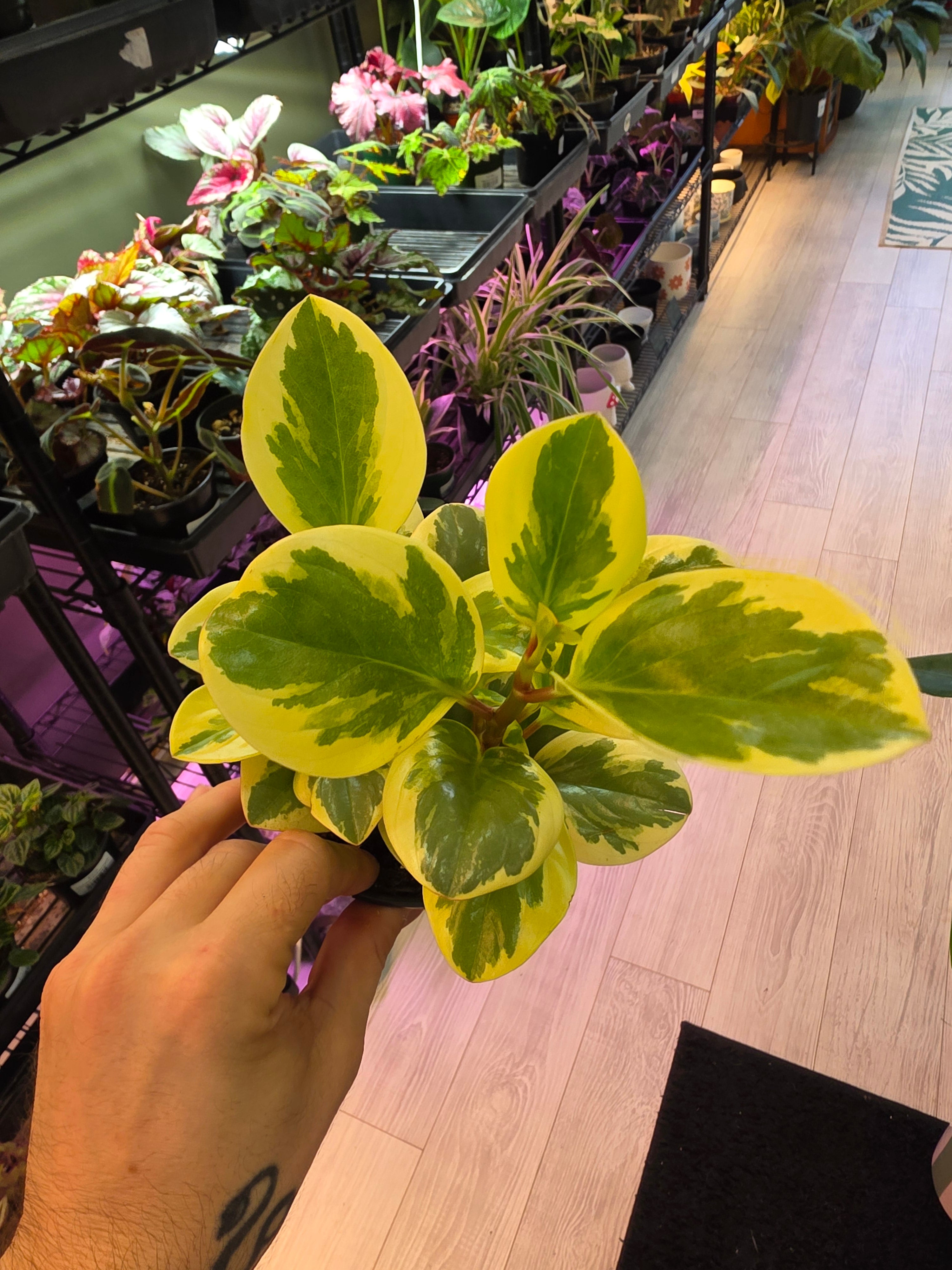 Peperomia Obtusifolia Variegated