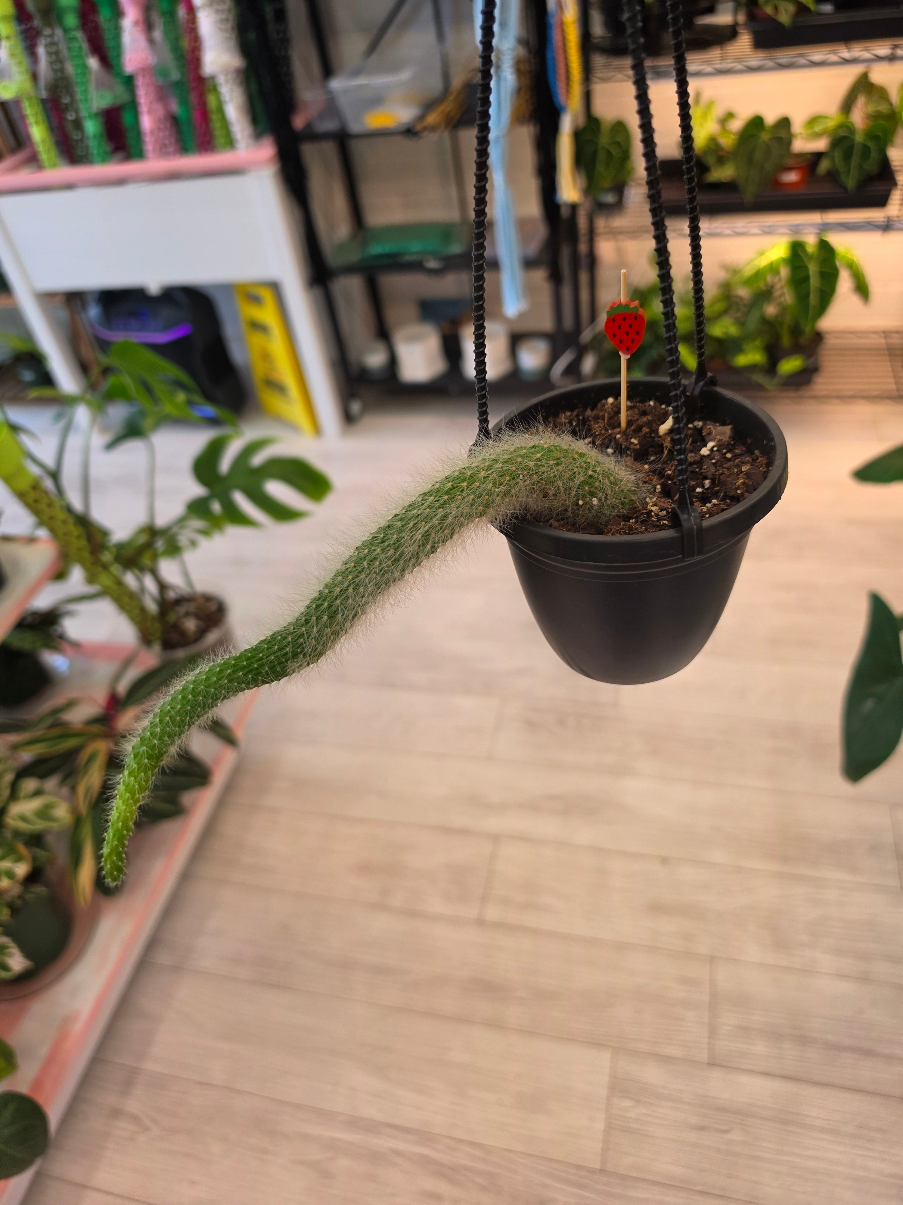 Monkey Tail Cactus