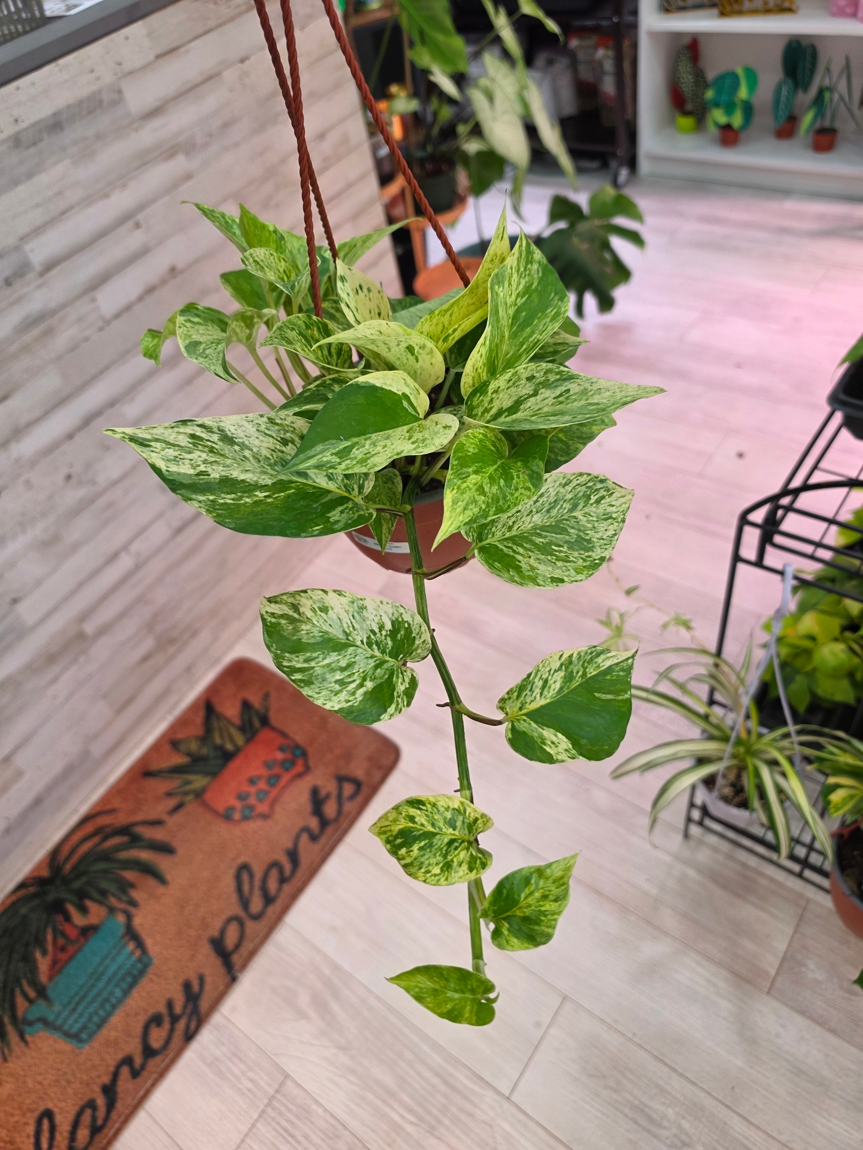 Marble Queen Pothos