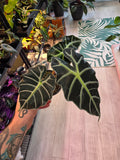 Alocasia Parasol