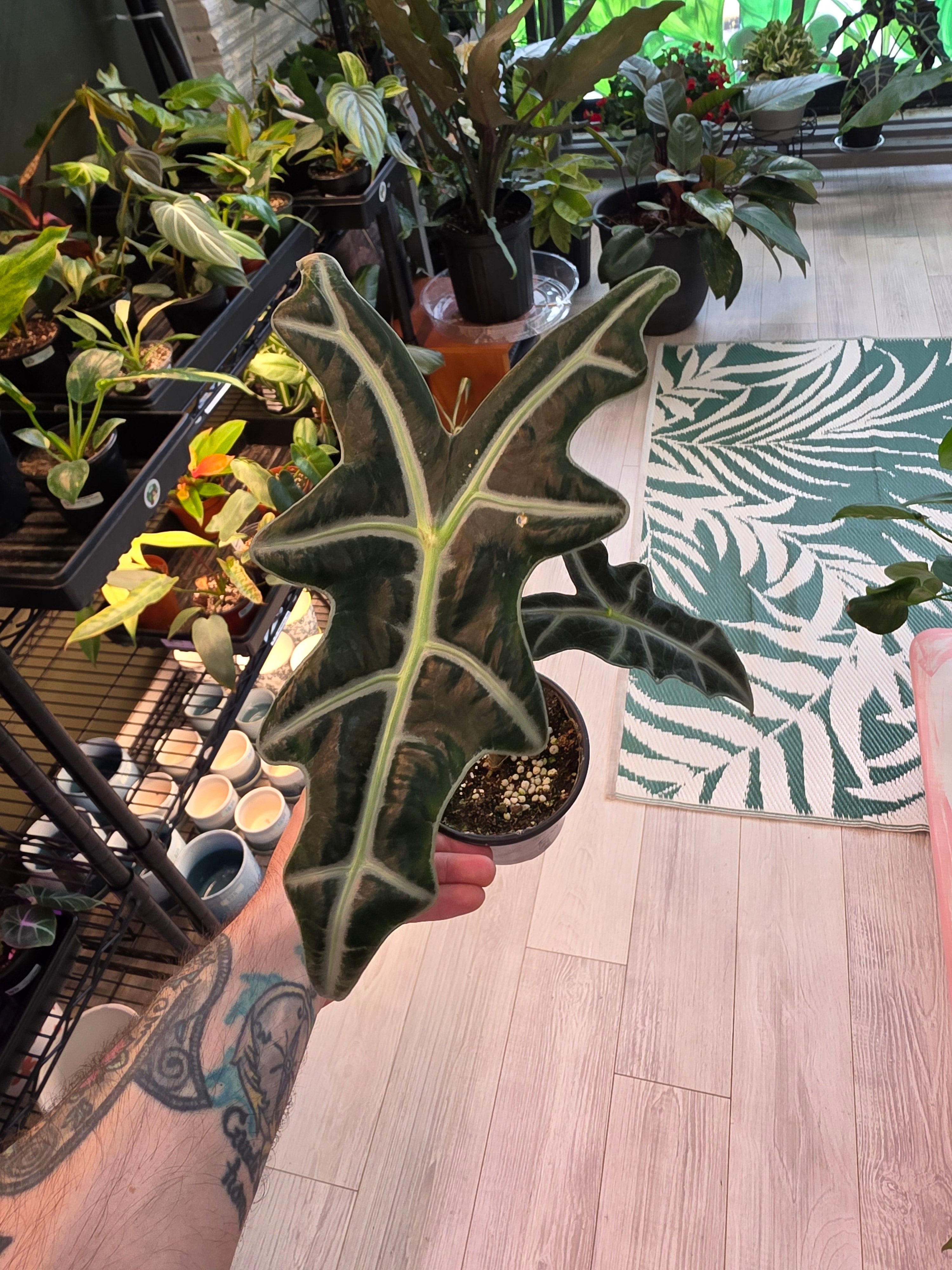 Alocasia Nobilis