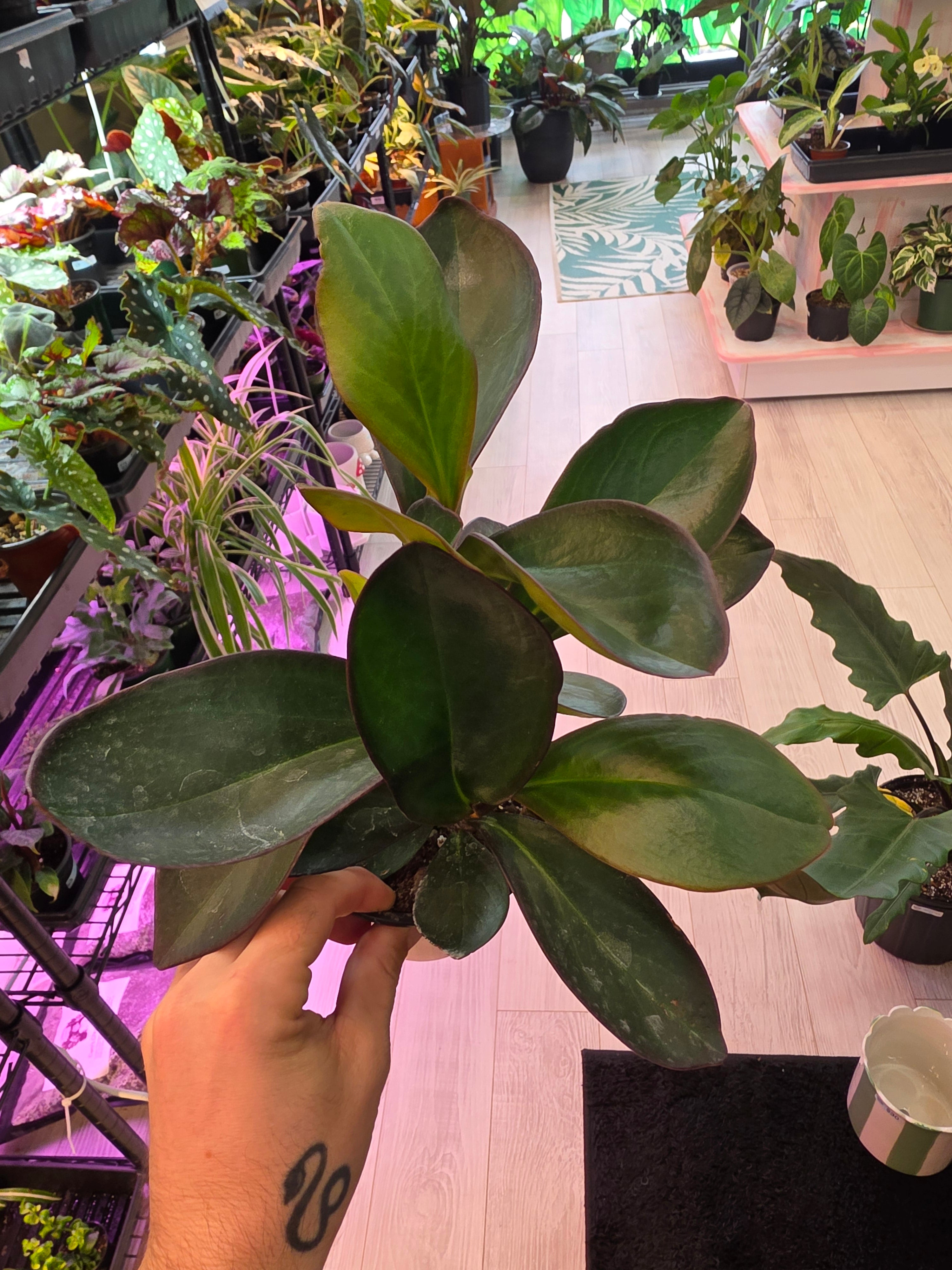 Peperomia Red Edge