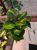 Philodendron Brasil