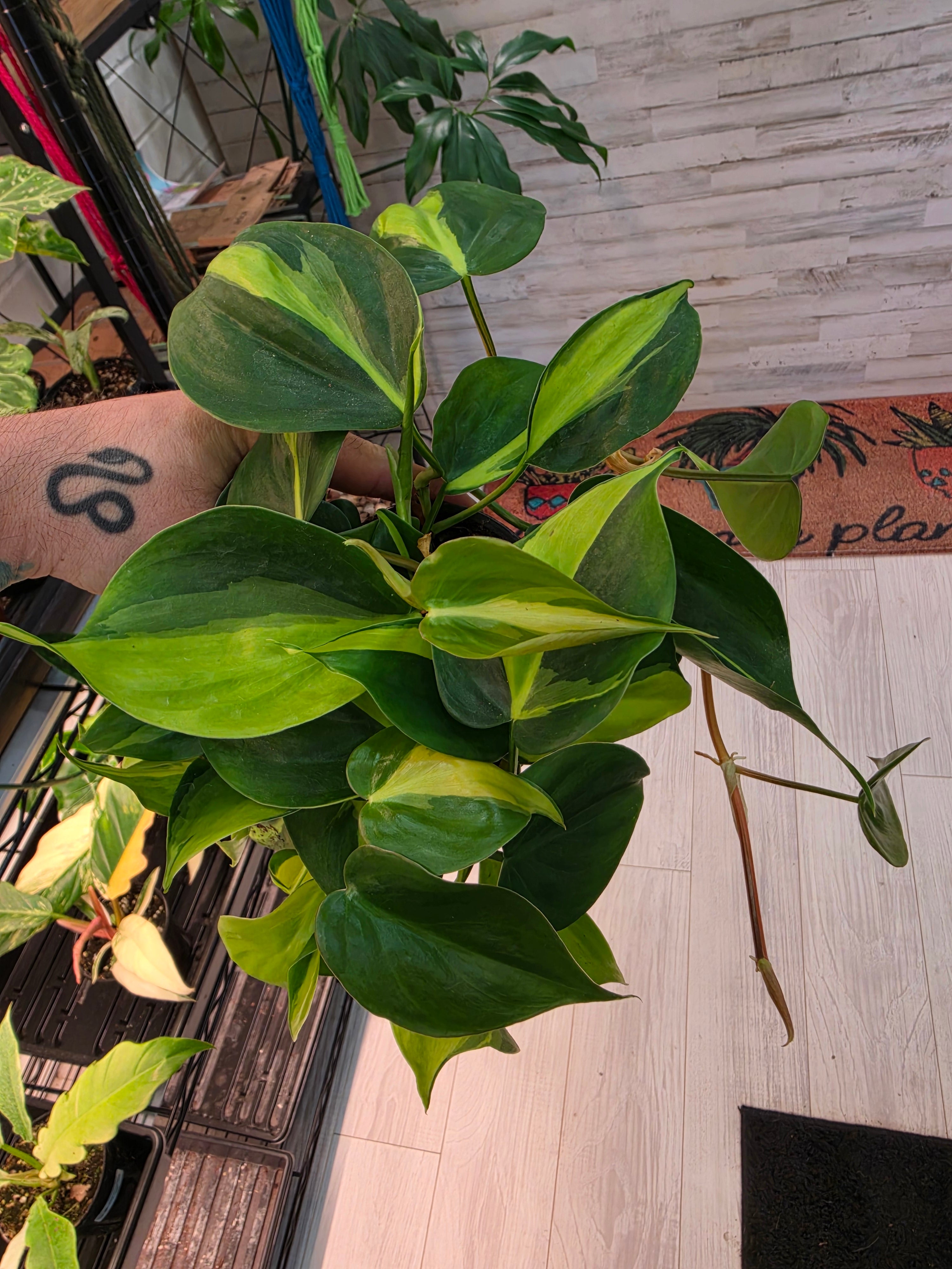 Philodendron Brasil