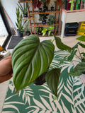 Philodendron Columbia