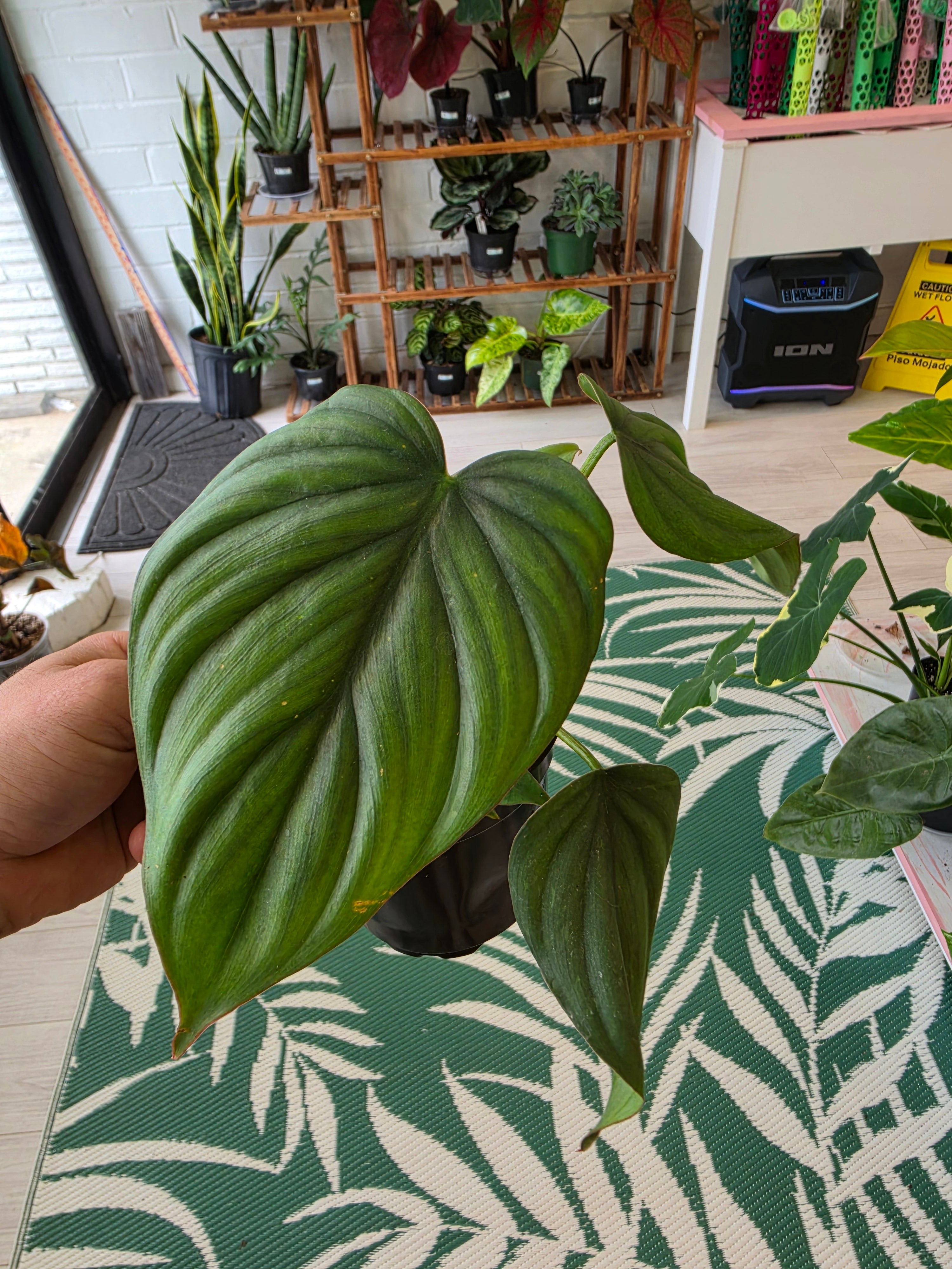Philodendron Columbia