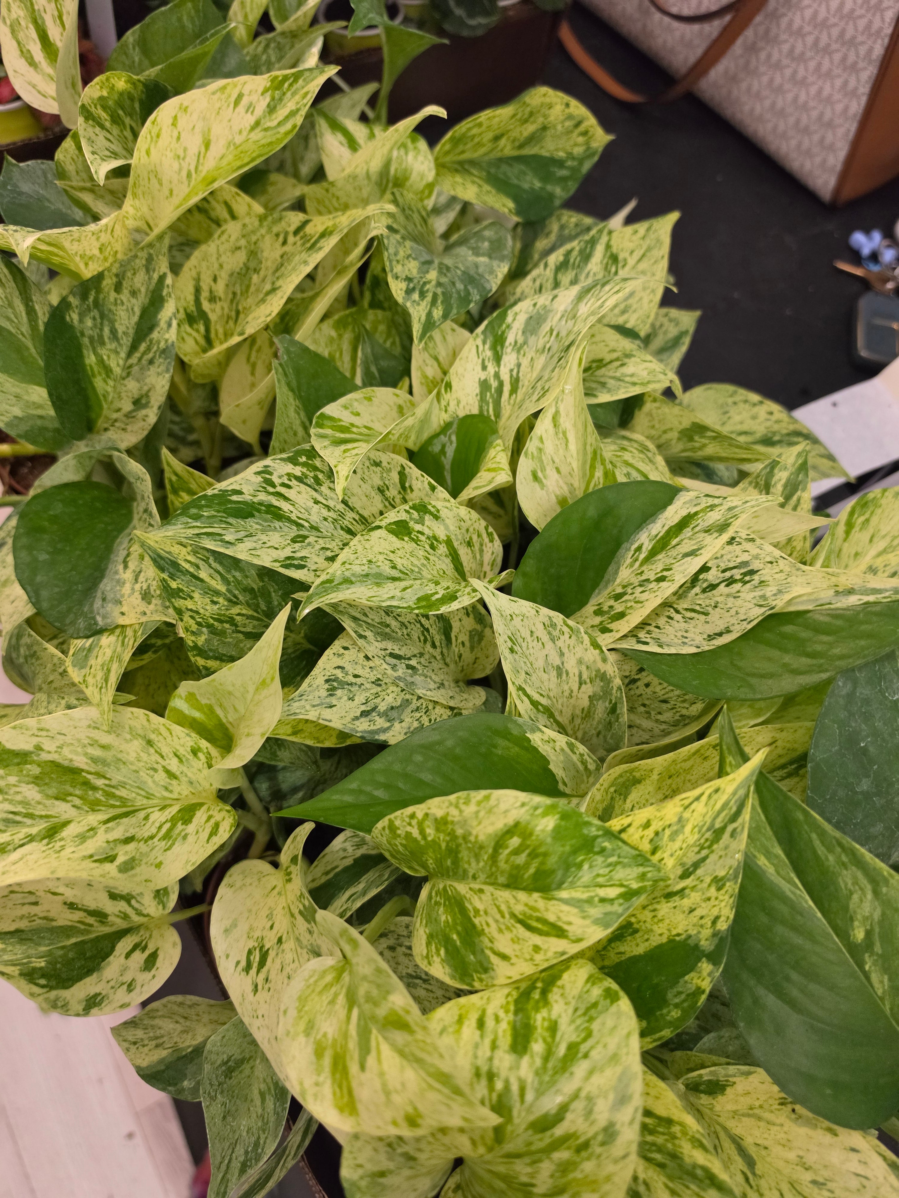 Snow Queen Pothos
