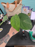 Syngonium Chiapense Albo