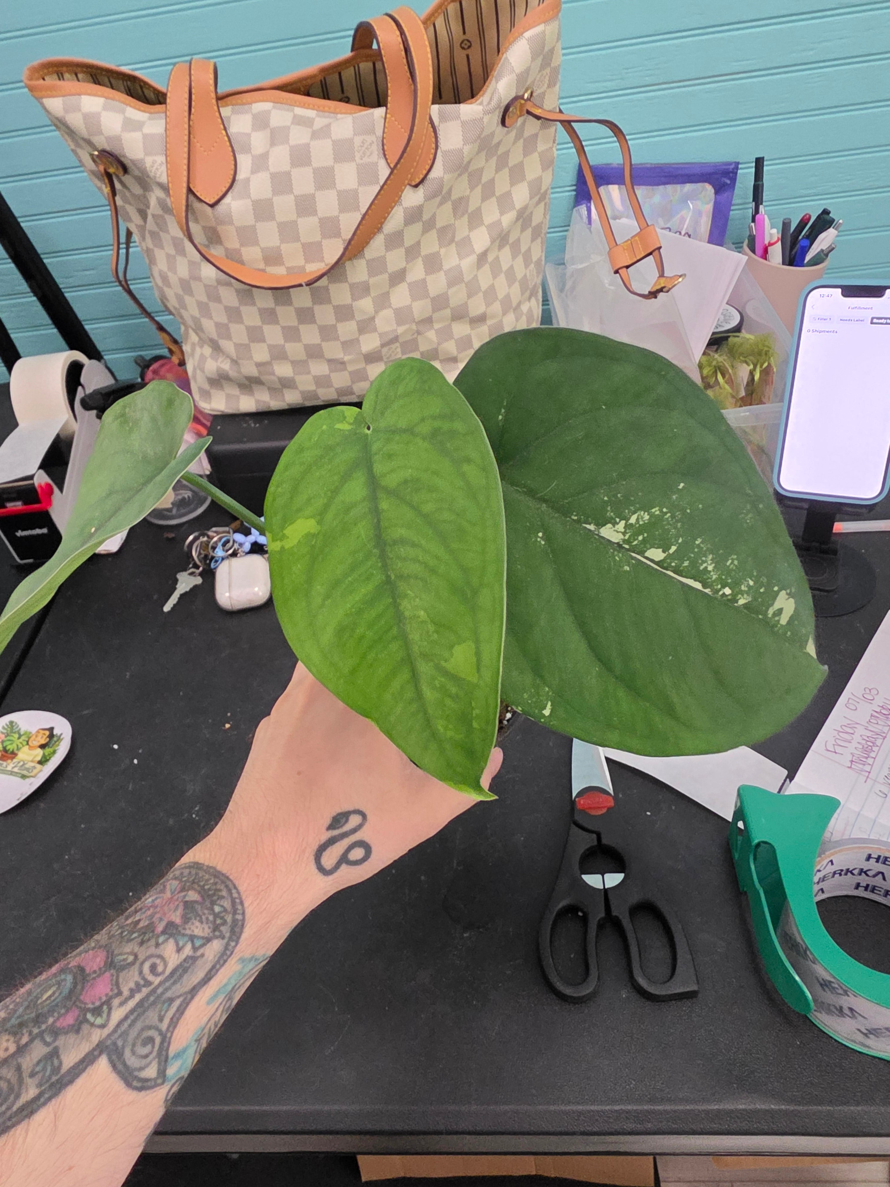 Syngonium Chiapense Albo