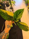 Monstera Peru Aurea