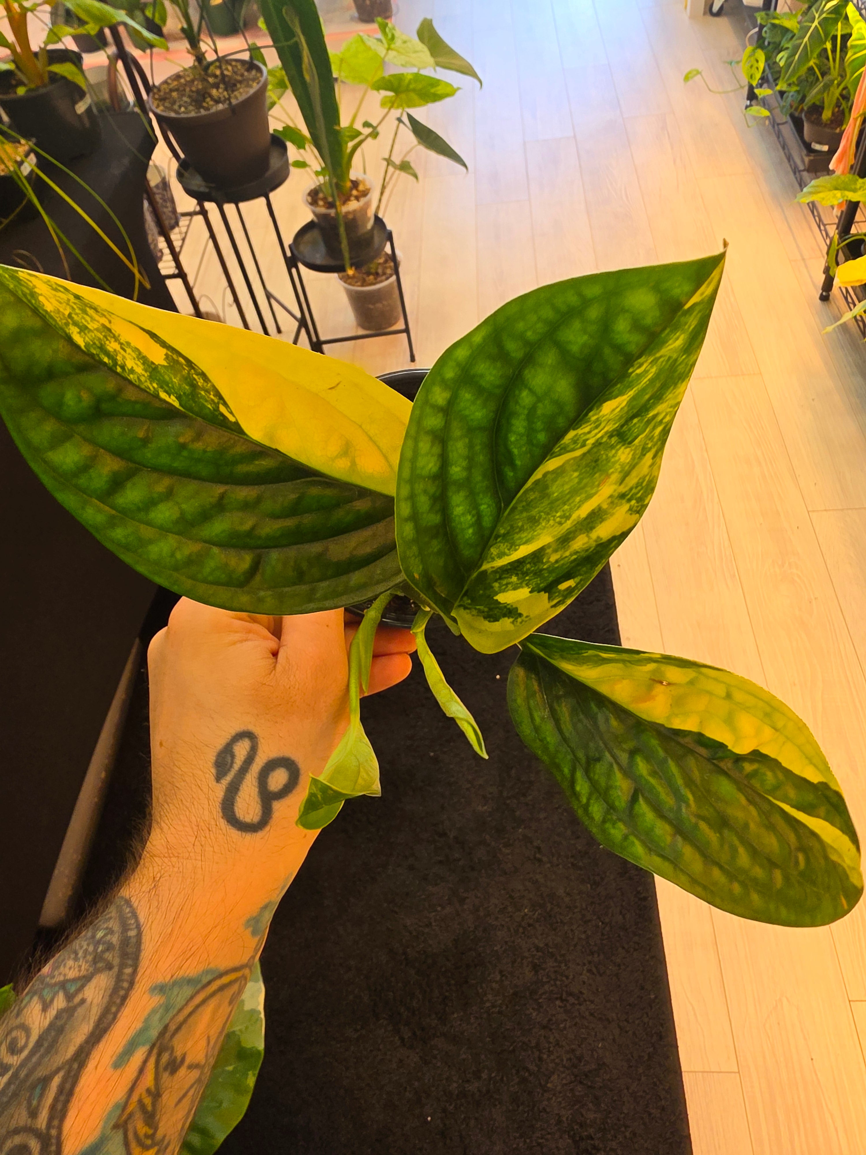 Monstera Peru Aurea