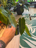 Philodendron Spiritus Sancti