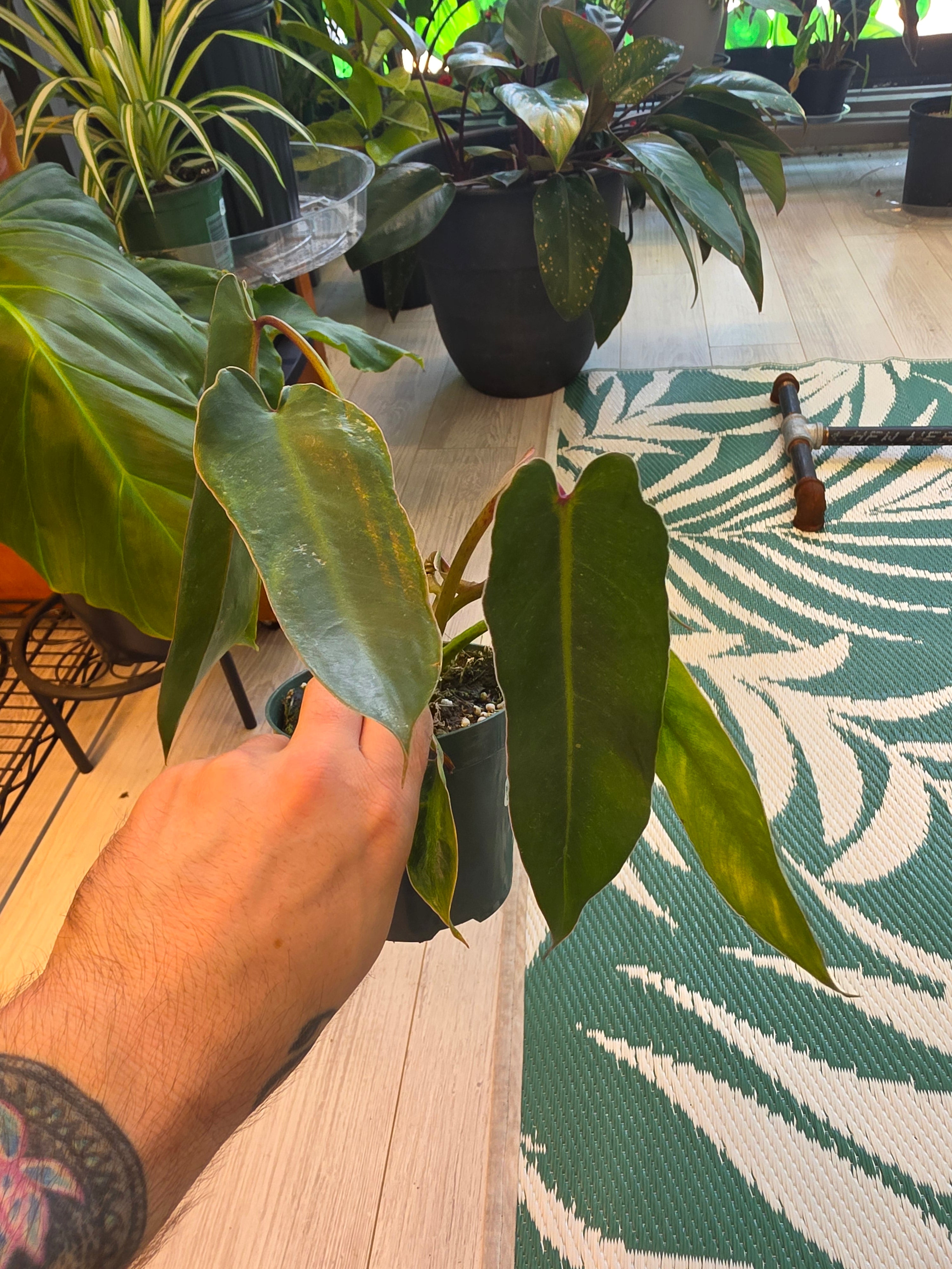 Philodendron Spiritus Sancti