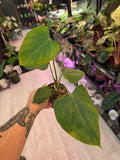 Philodendron Lymanii