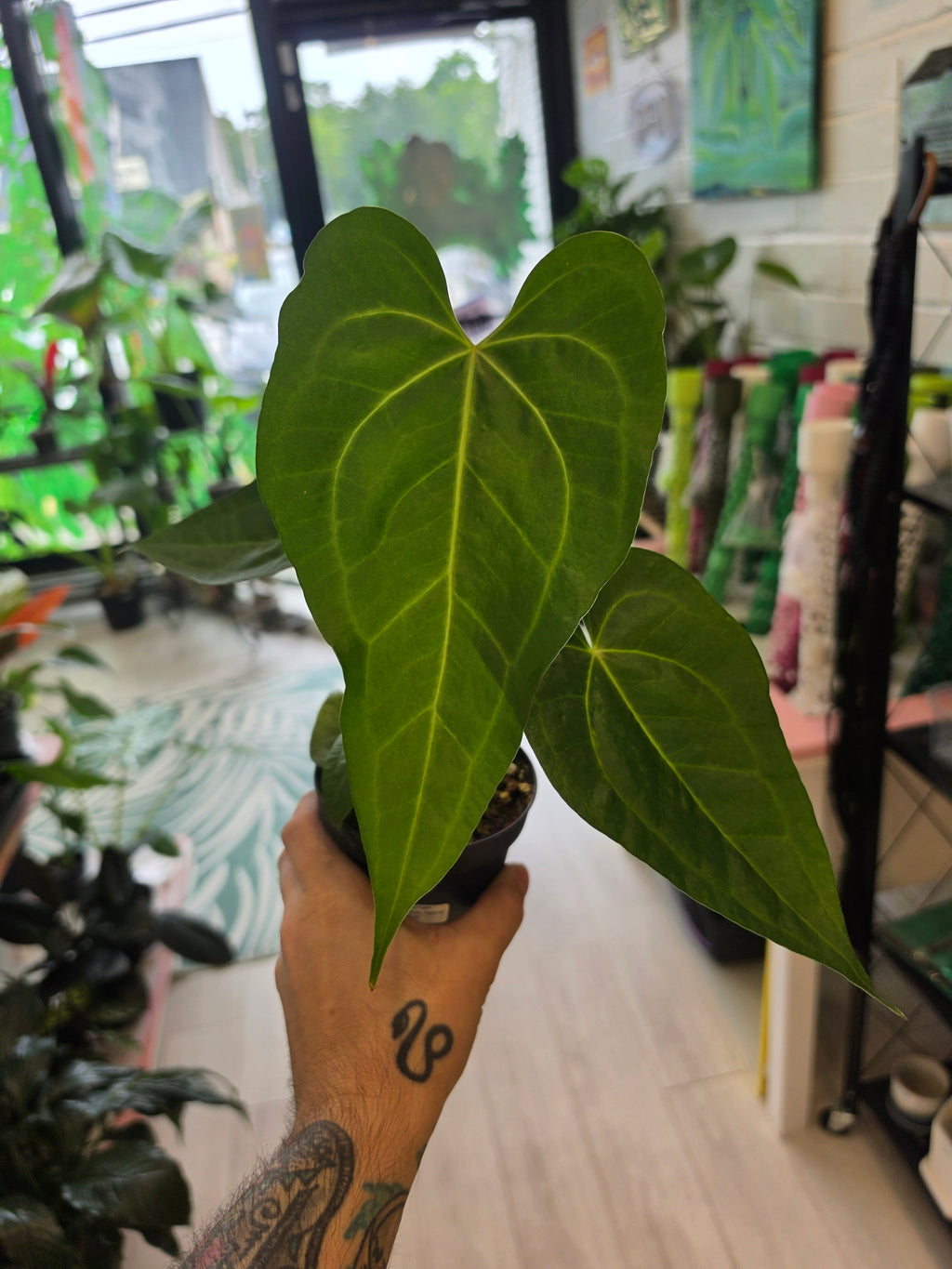 Anthurium Clarinervium Hybrid