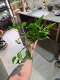 Shangri La Pothos