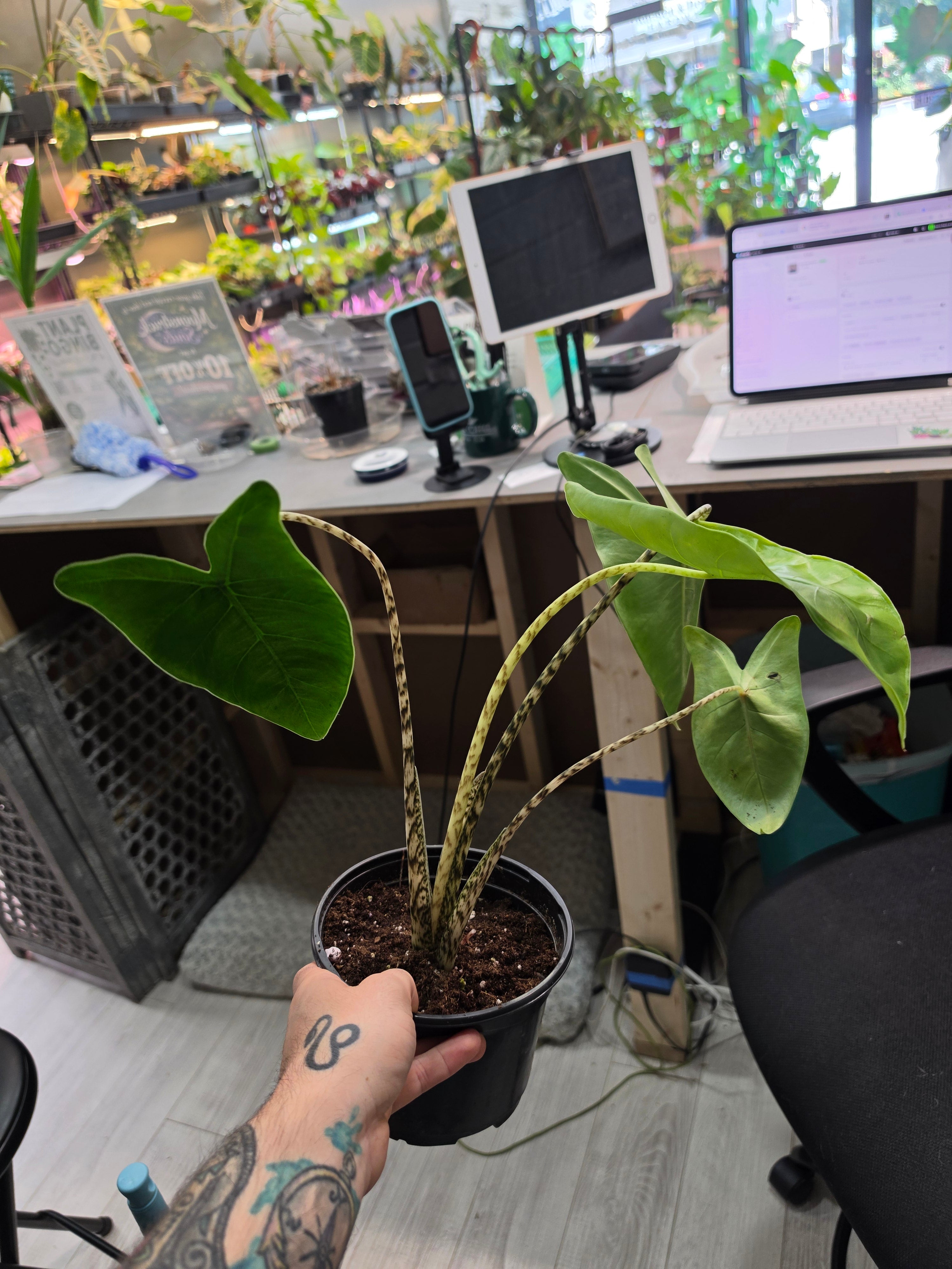Alocasia Zebrina