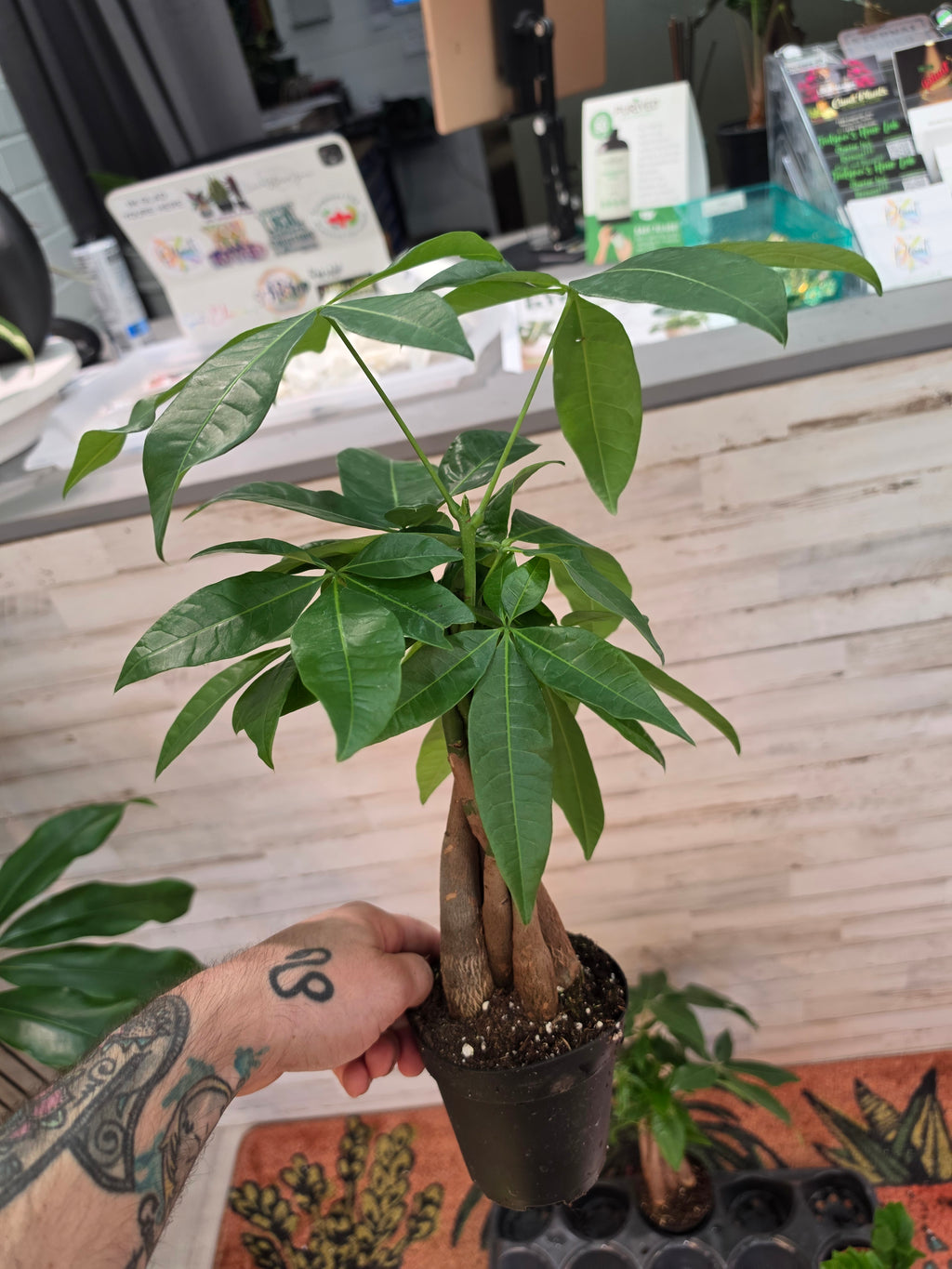 Money Tree