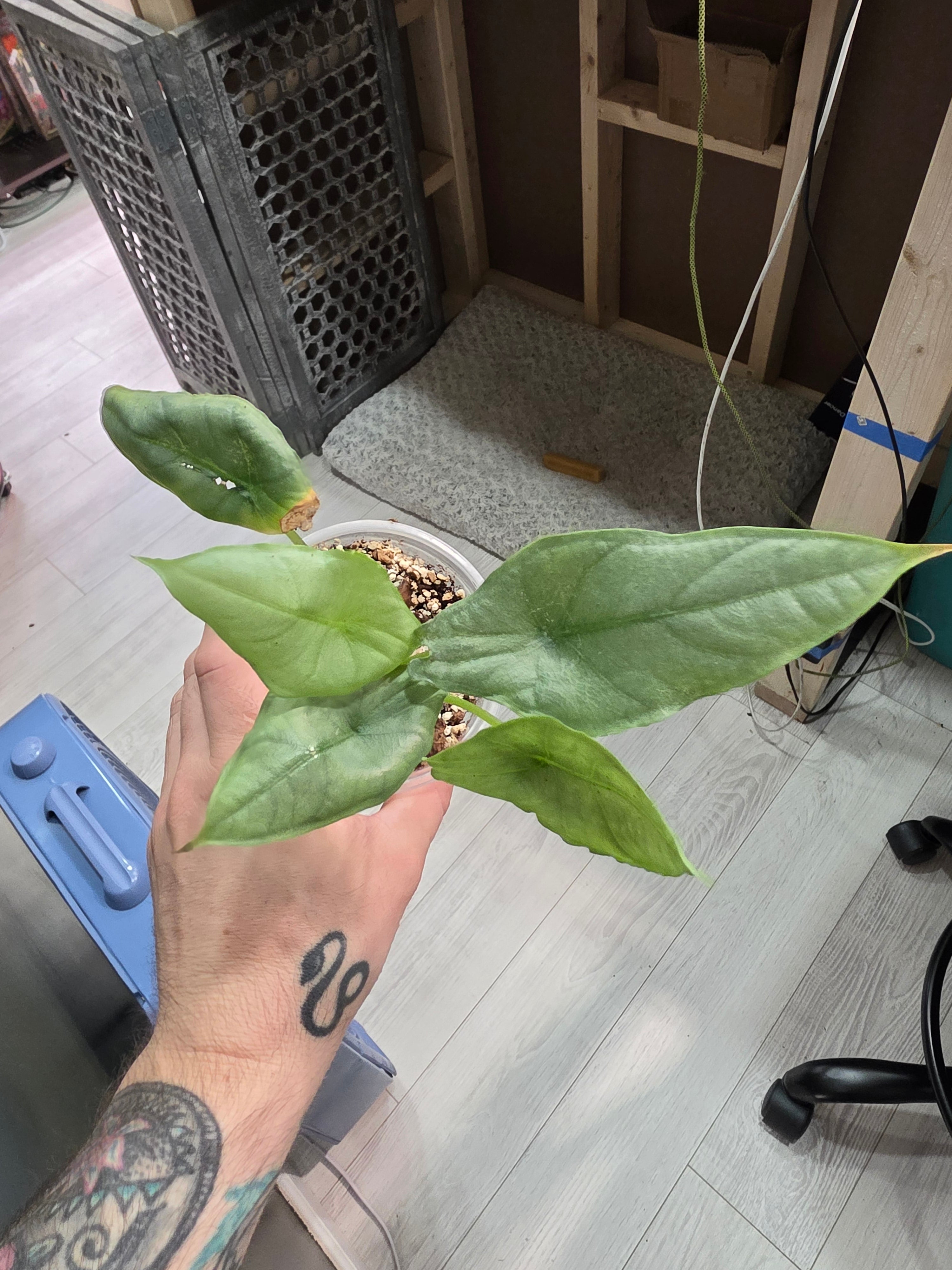 Alocasia Dragons Breath