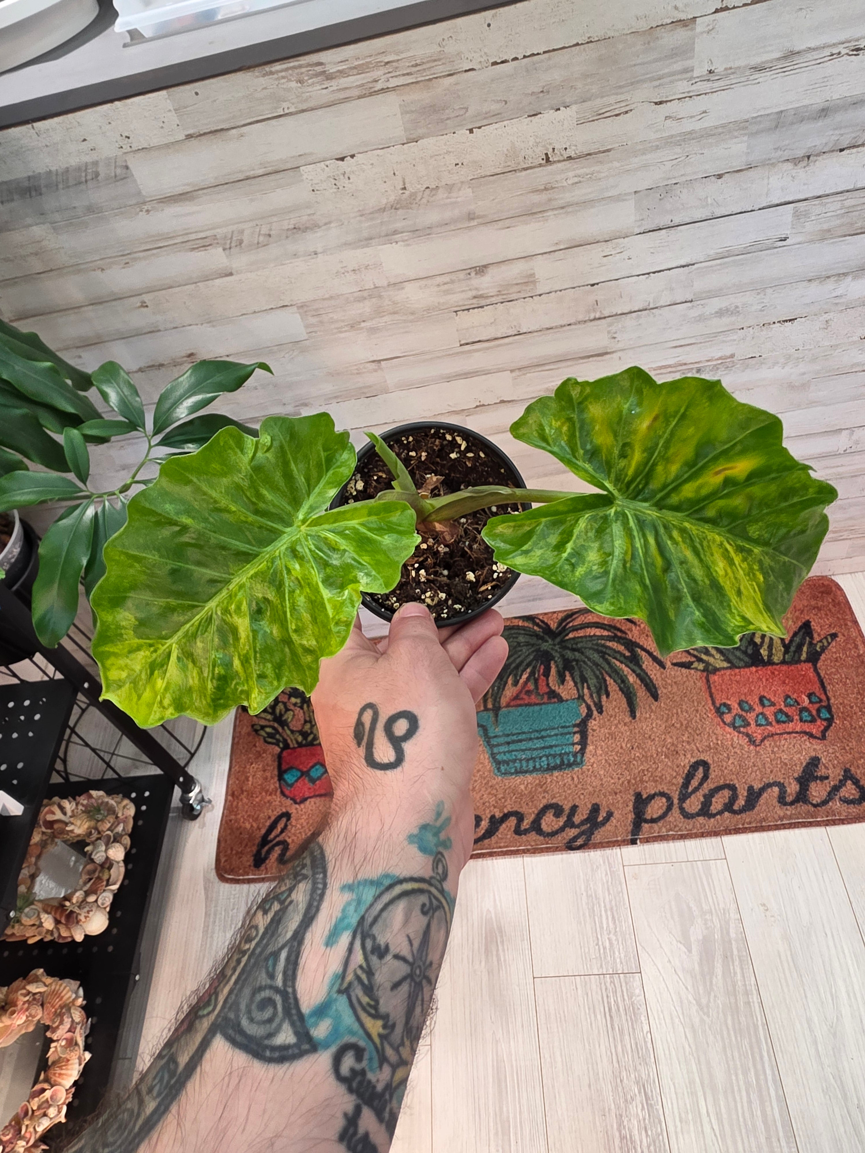 Alocasia Low Rider Aurea