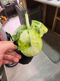 Alocasia Ninja Tricolor