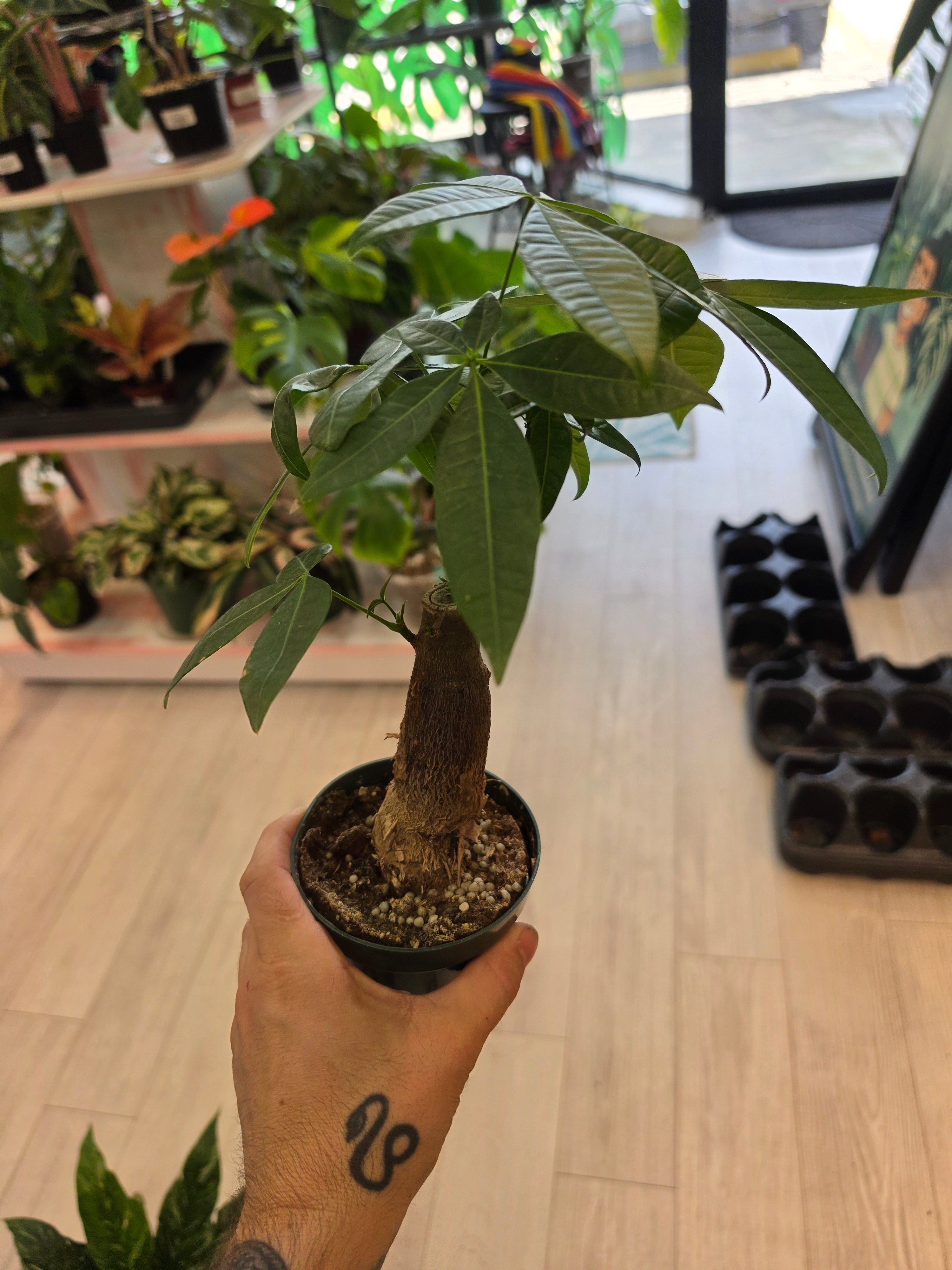 Money Tree
