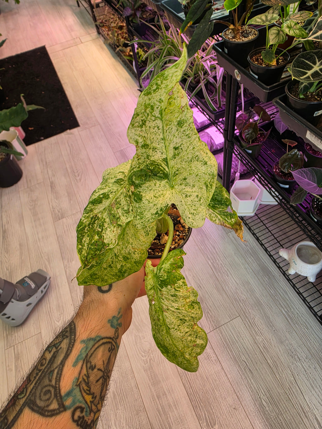 Alocasia Blizzard