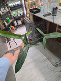 Philodendron Mexicanum