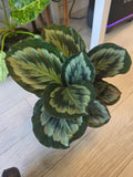 Calathea Mystery