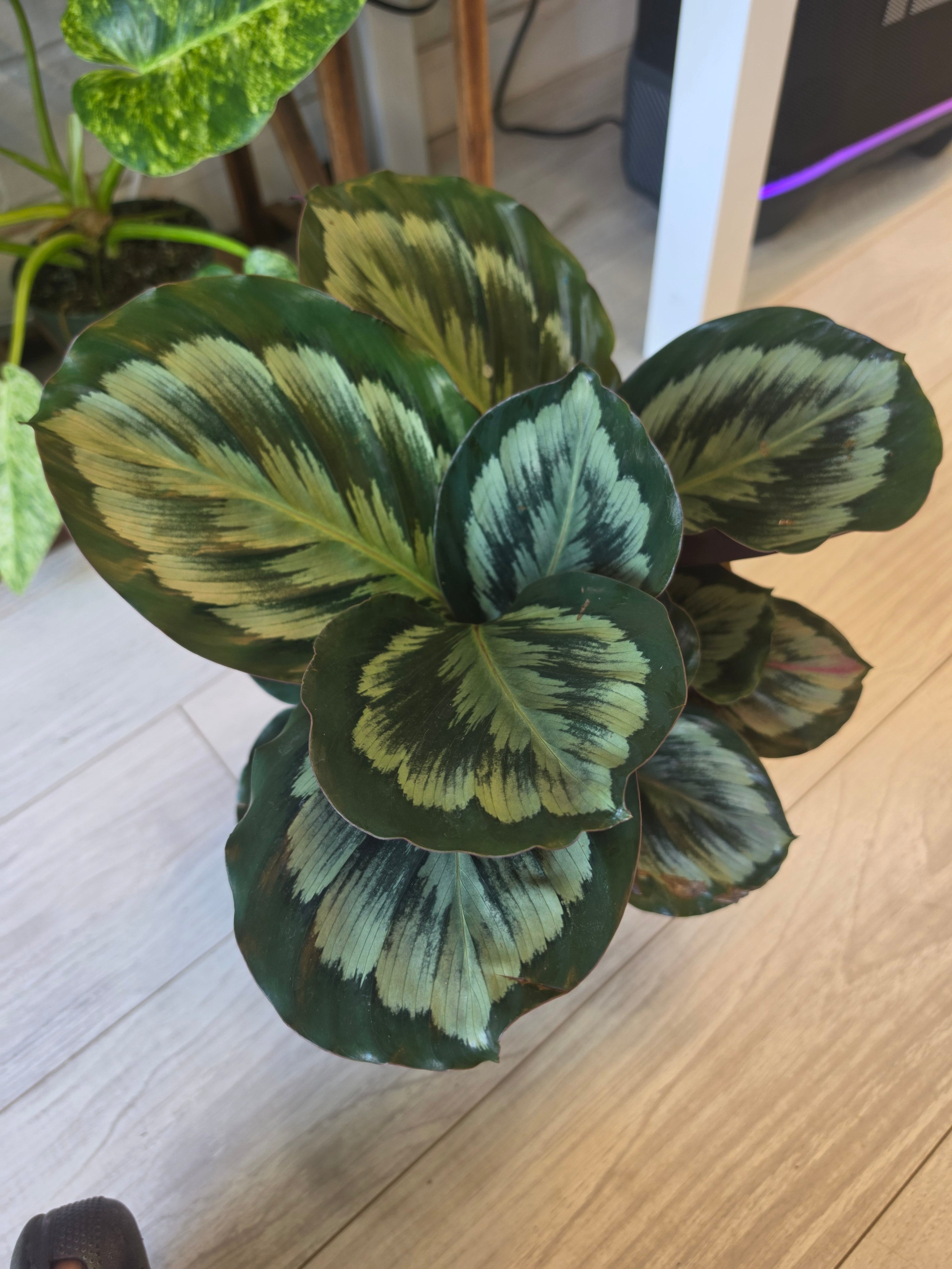 Calathea Mystery