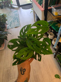 Monstera Adansonii Narrow