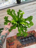 Birds Nest Fern