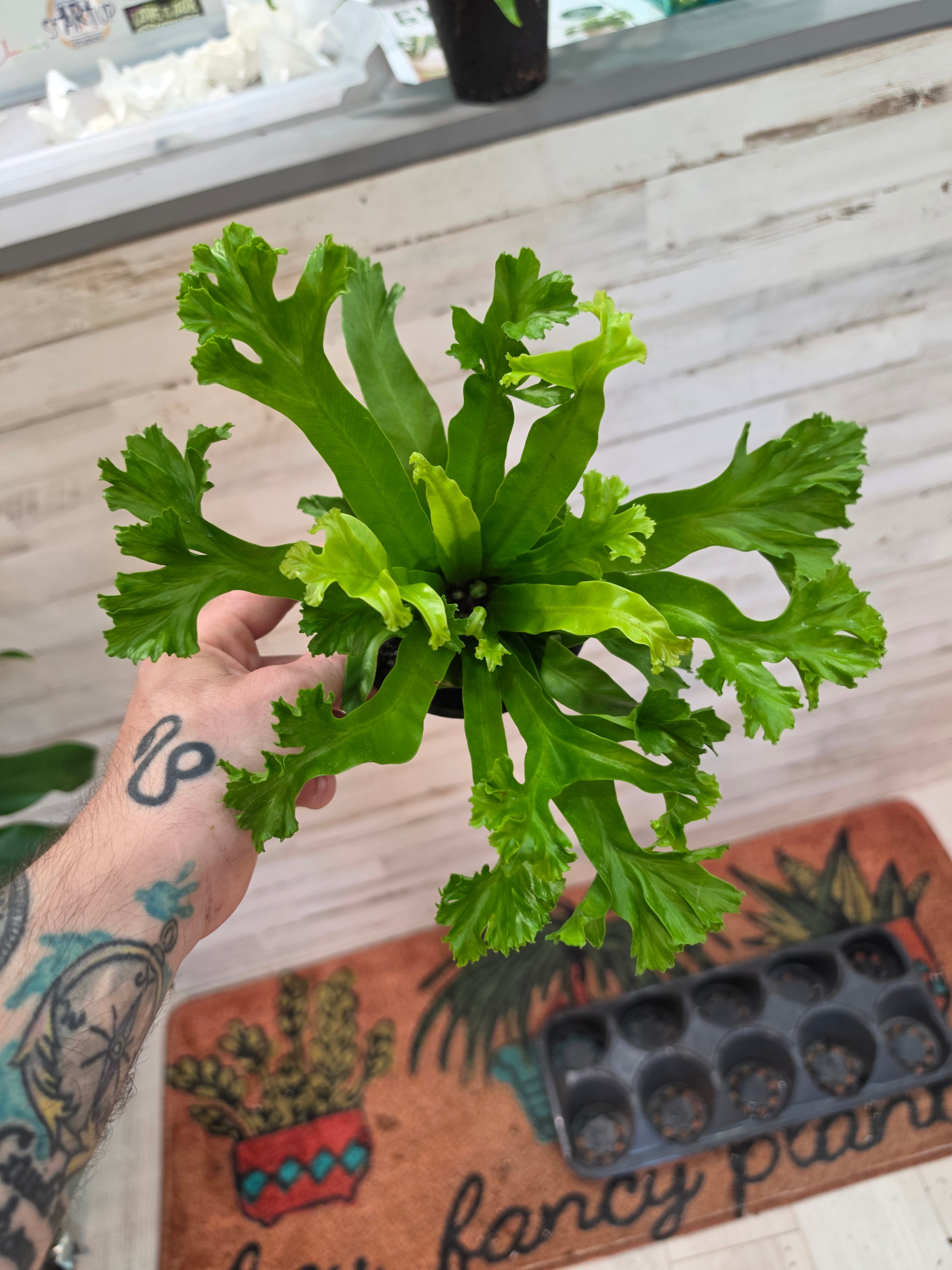 Birds Nest Fern