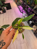 Philodendron Jose Bueno