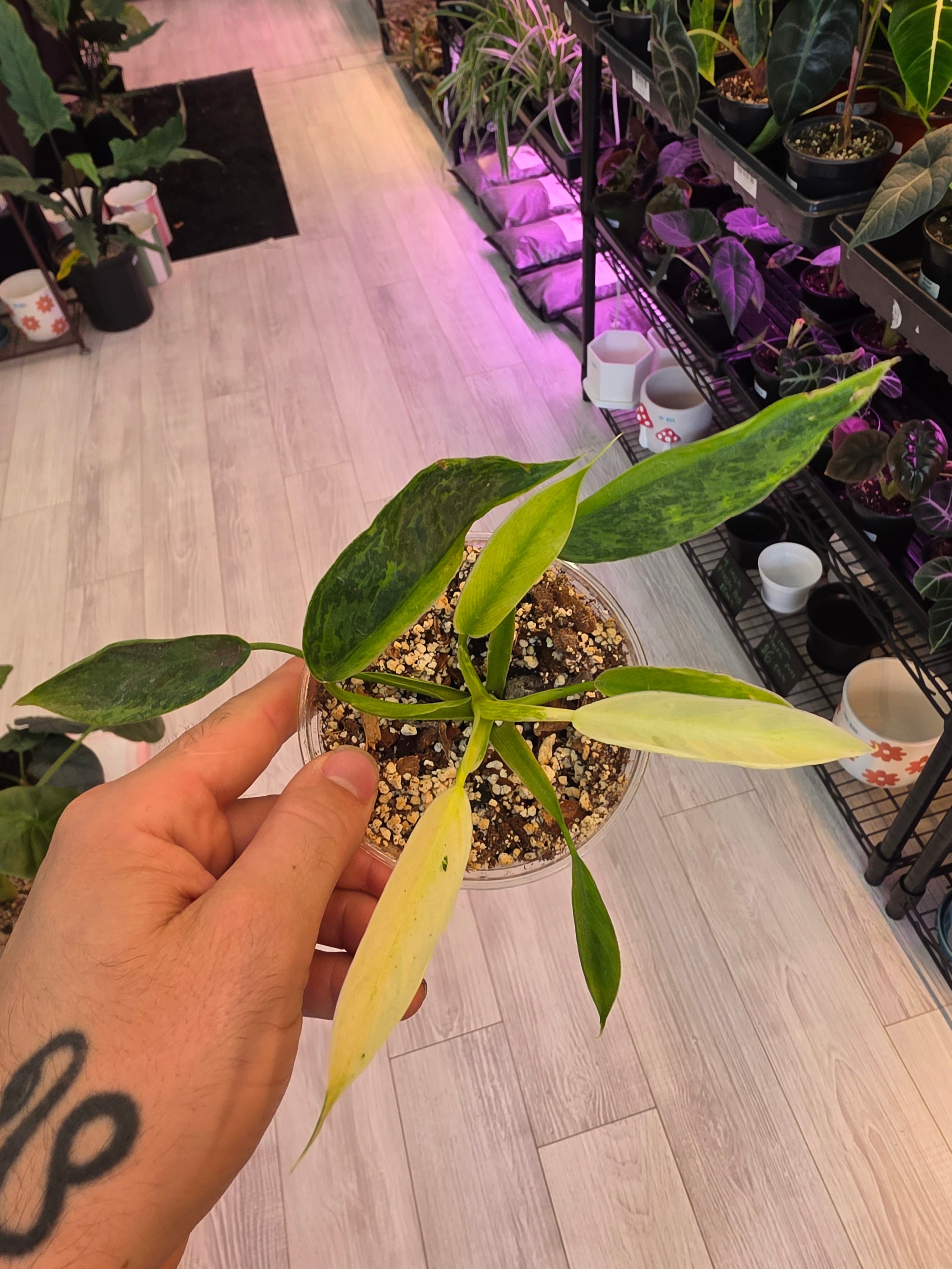 Philodendron Jose Bueno