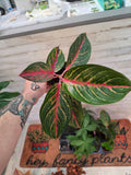 Aglaonema 'Red Borju'
