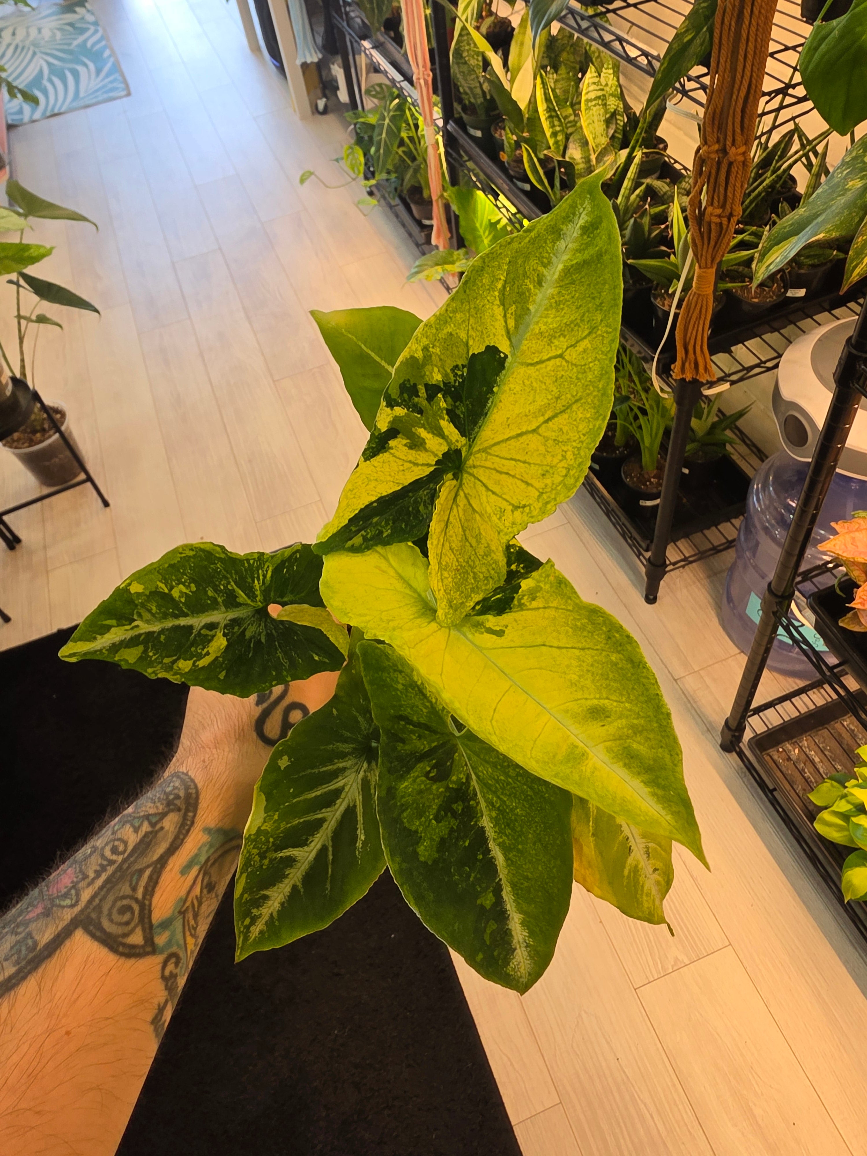 Syngonium Scrambled Eggs