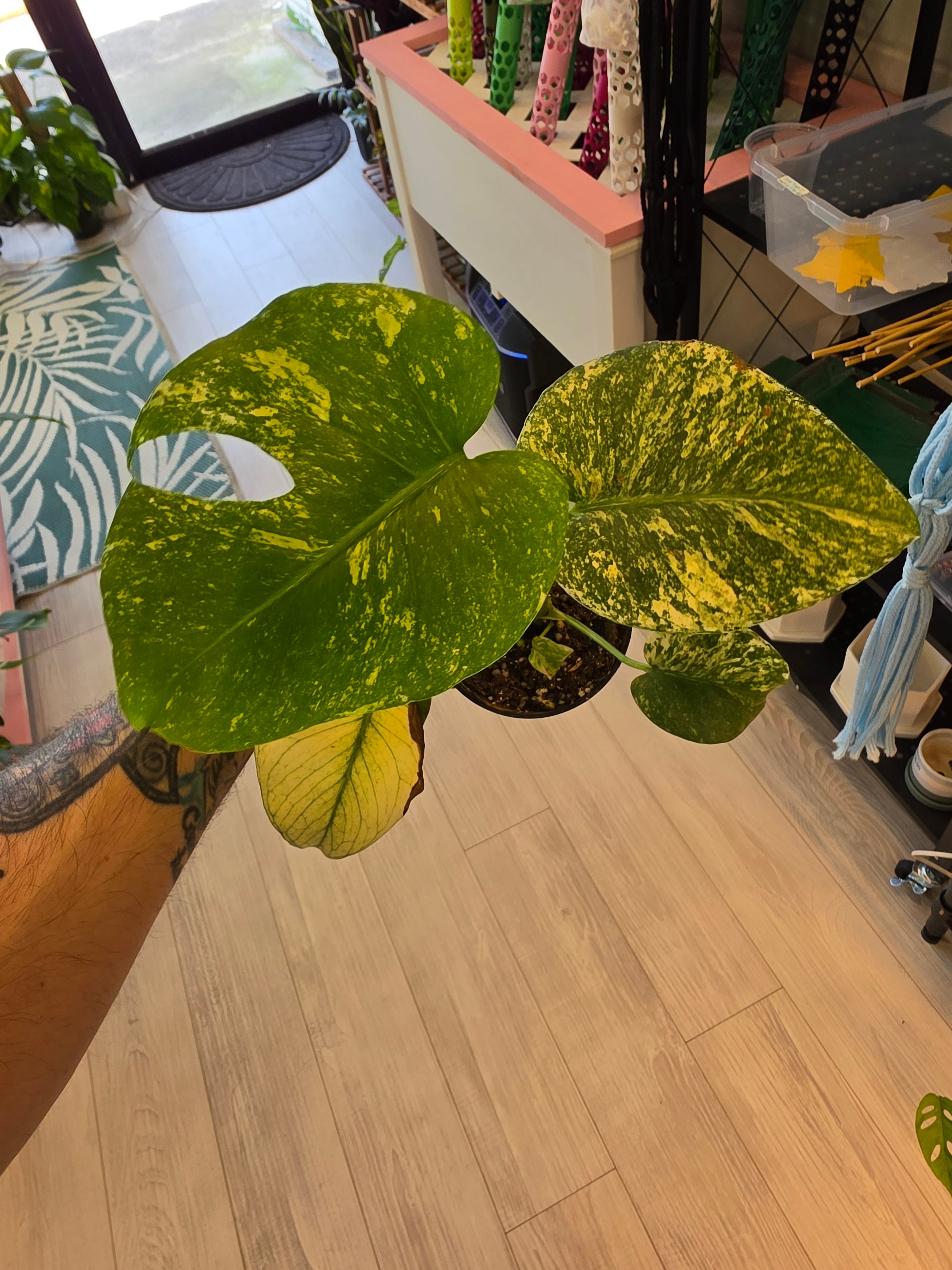 Monstera Mint