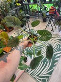 Alocasia Lukiwan