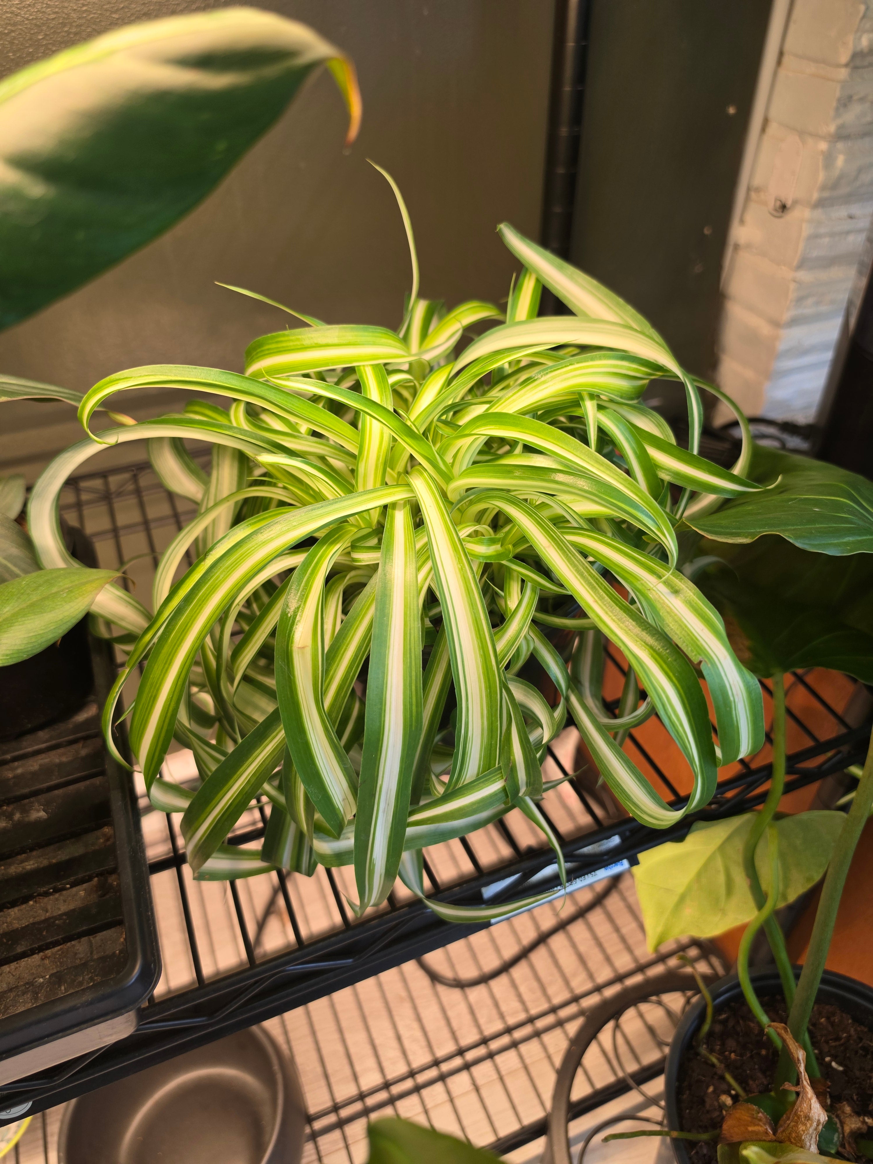 Spider Plants