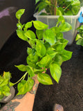 Global Green Pothos