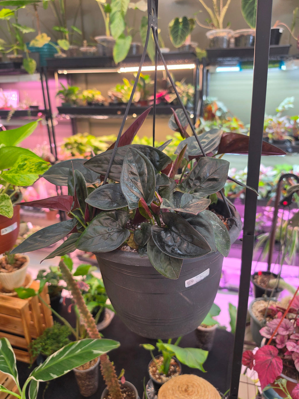 Syngonium Red Arrow
