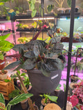 Syngonium Red Arrow