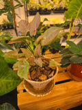 Syngonium Strawberry Cream
