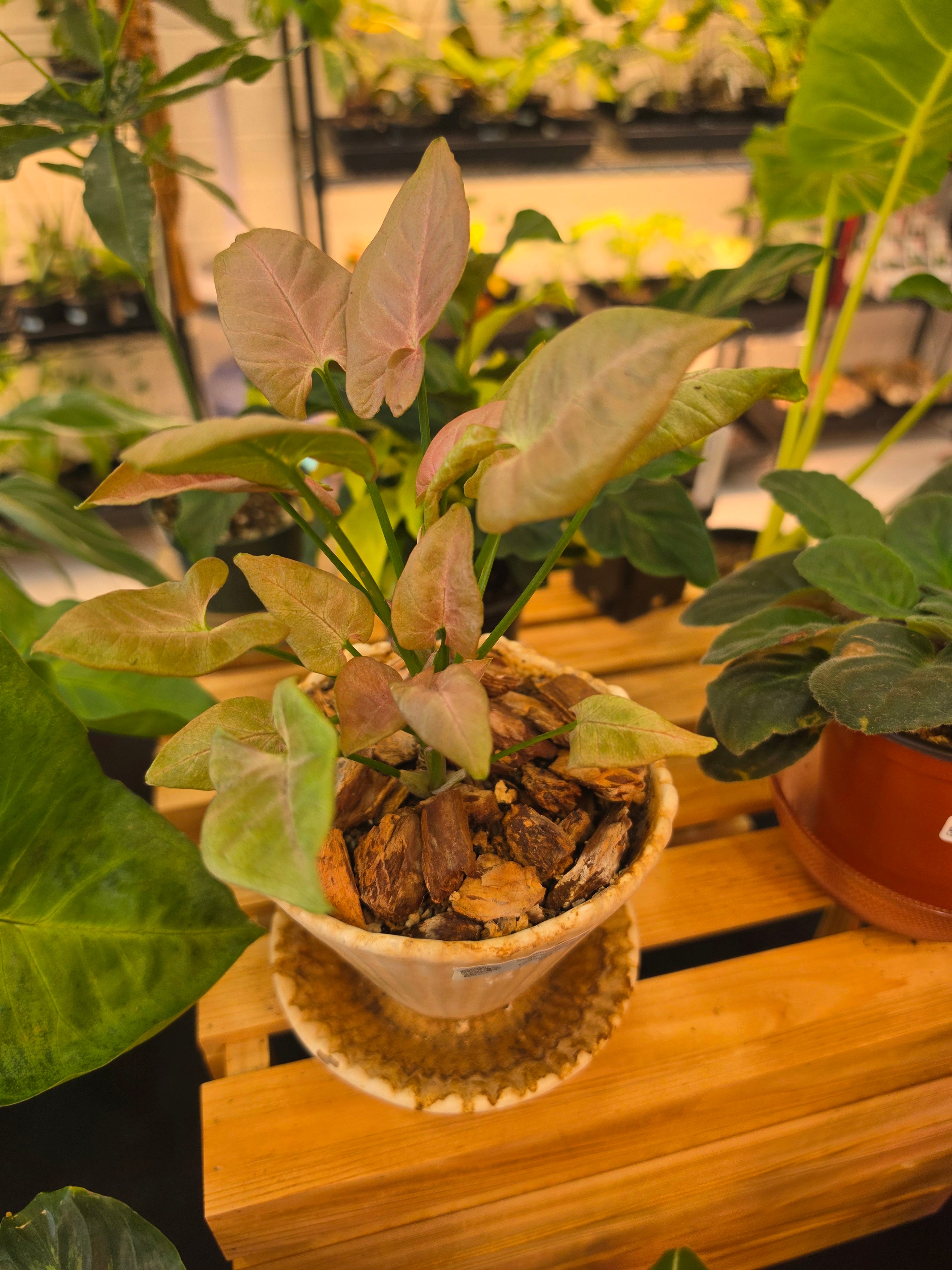 Syngonium Strawberry Cream